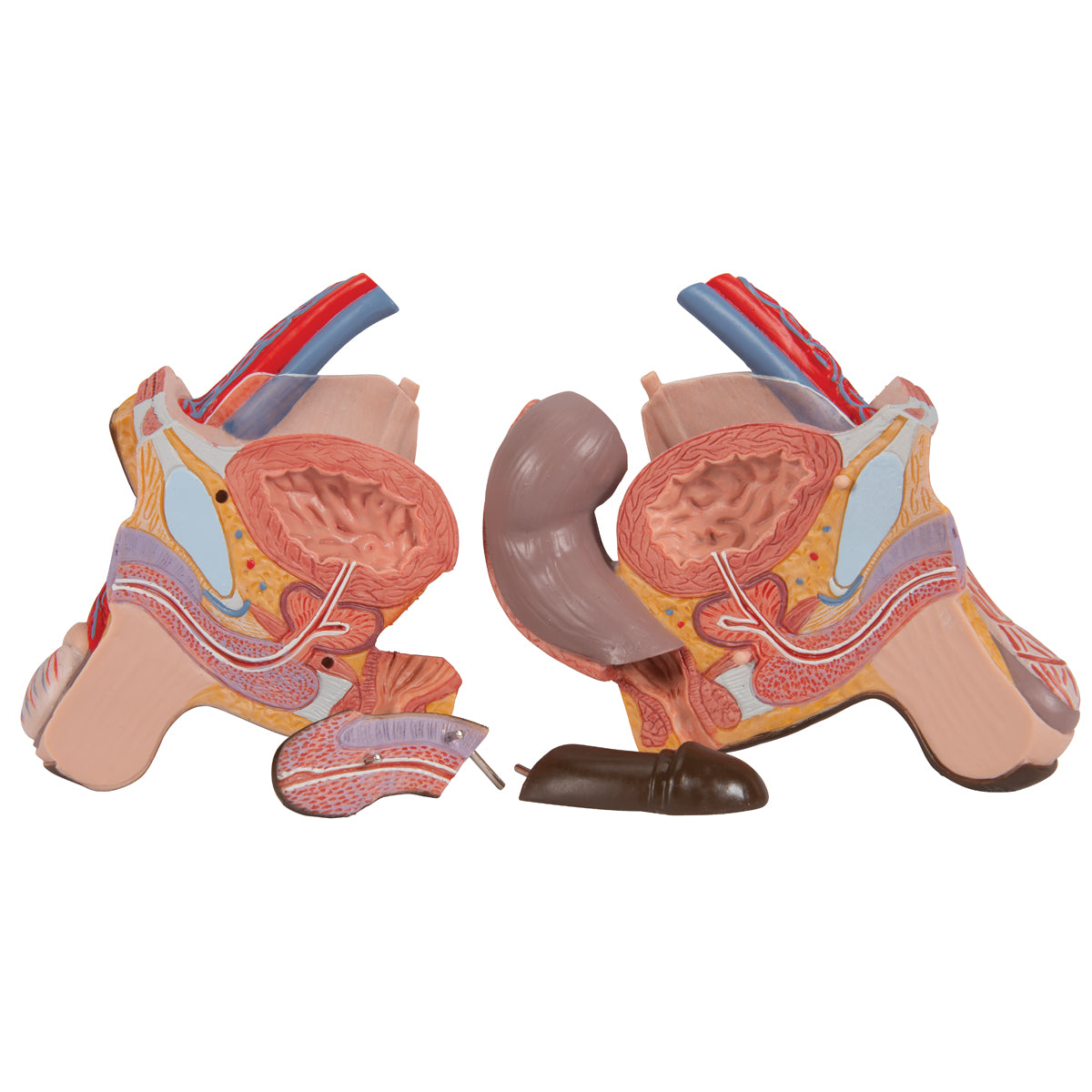 Highly detailed torso with 23 removable parts, dark skin and interchangeable genitalia