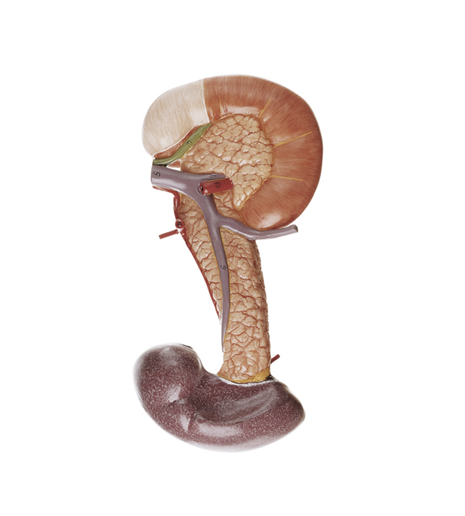 Spleen, pancreas and small intestine with overview