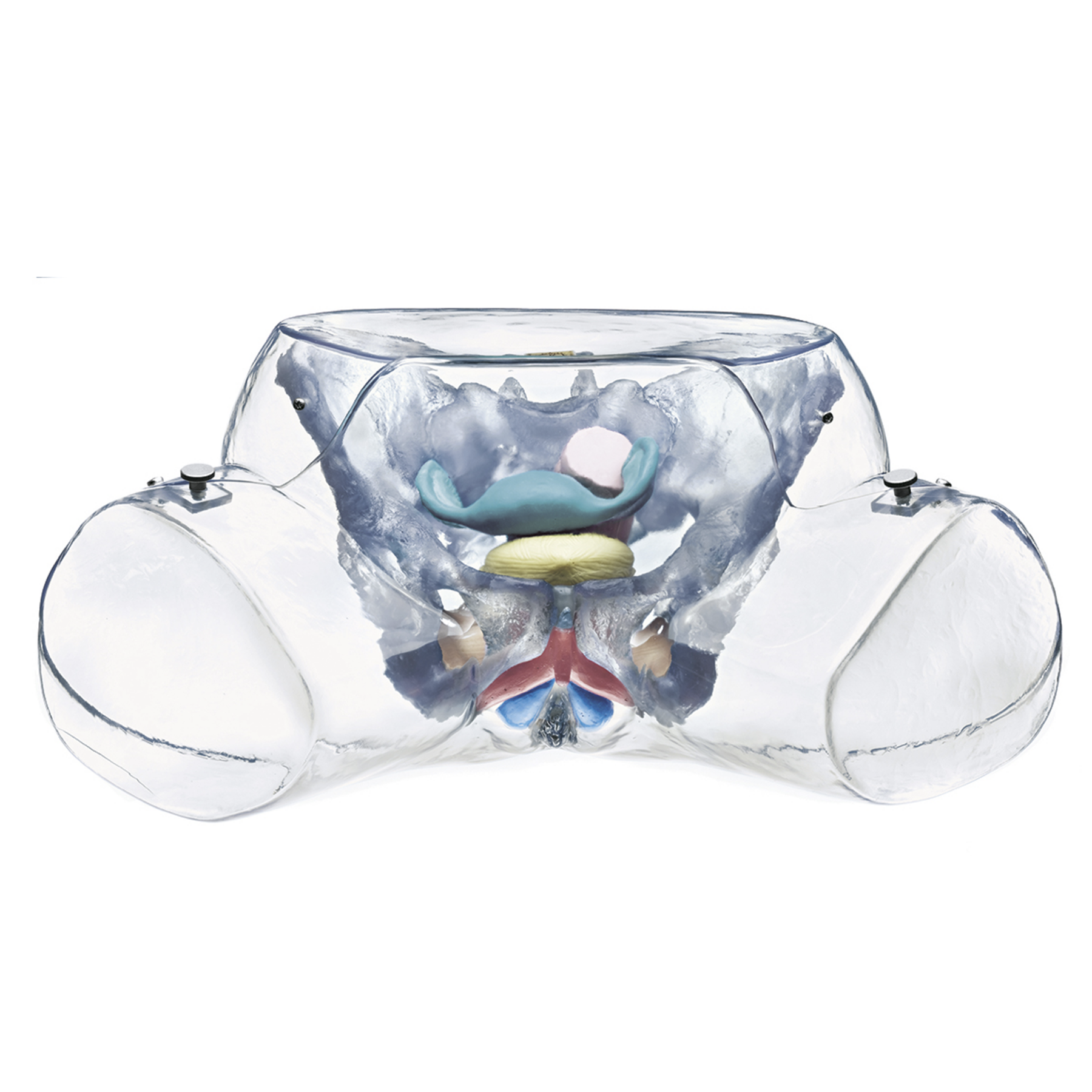 Genomskinligt bäcken med könsorgan, kvinna