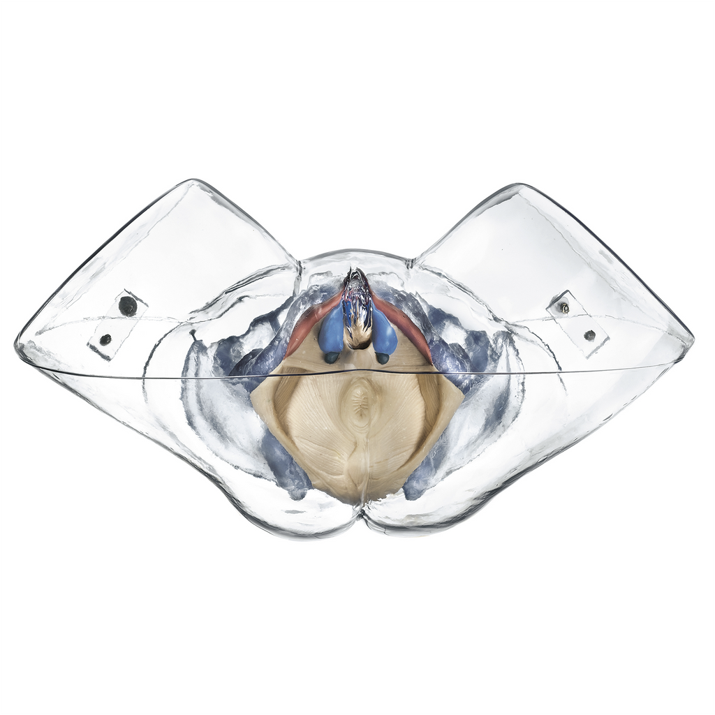 Gennemsigtig bækken m. kønsorganer, kvinde