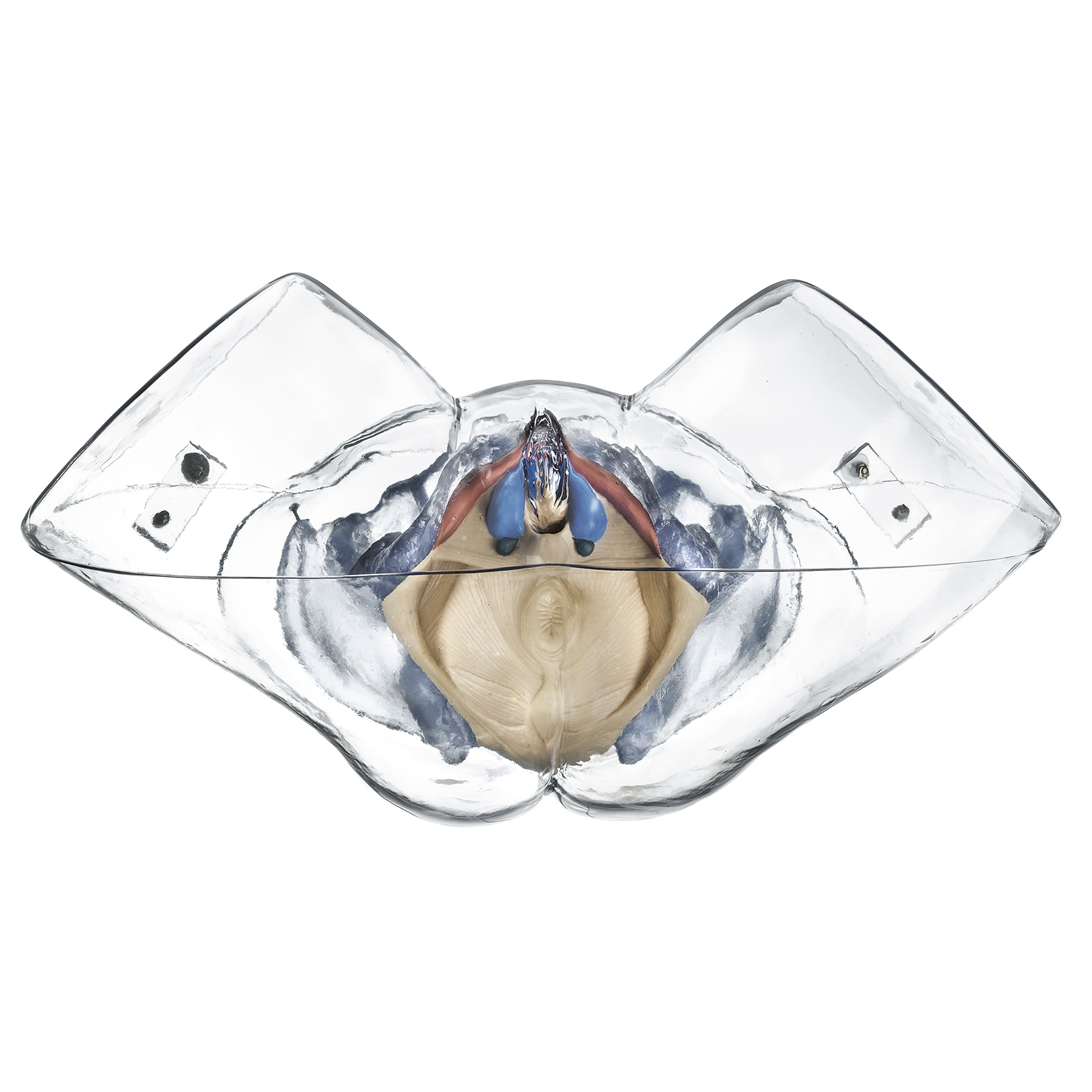 Genomskinligt bäcken med könsorgan, kvinna