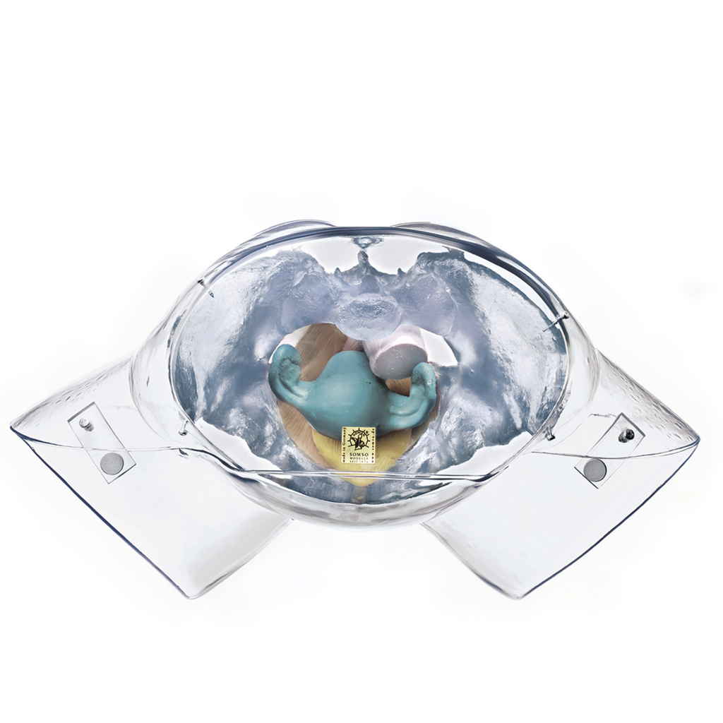 Gennemsigtig bækken m. kønsorganer, kvinde