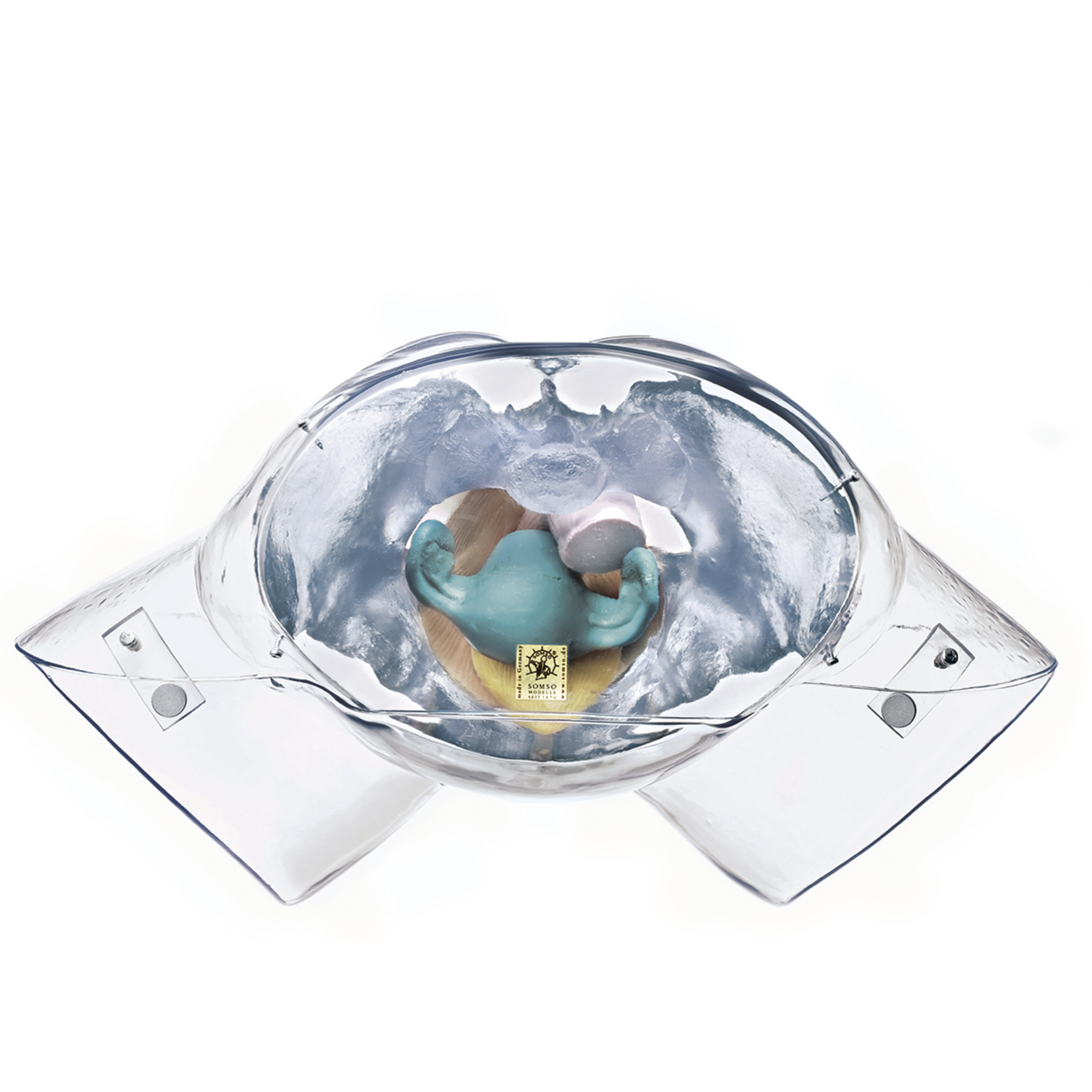 Genomskinligt bäcken med könsorgan, kvinna