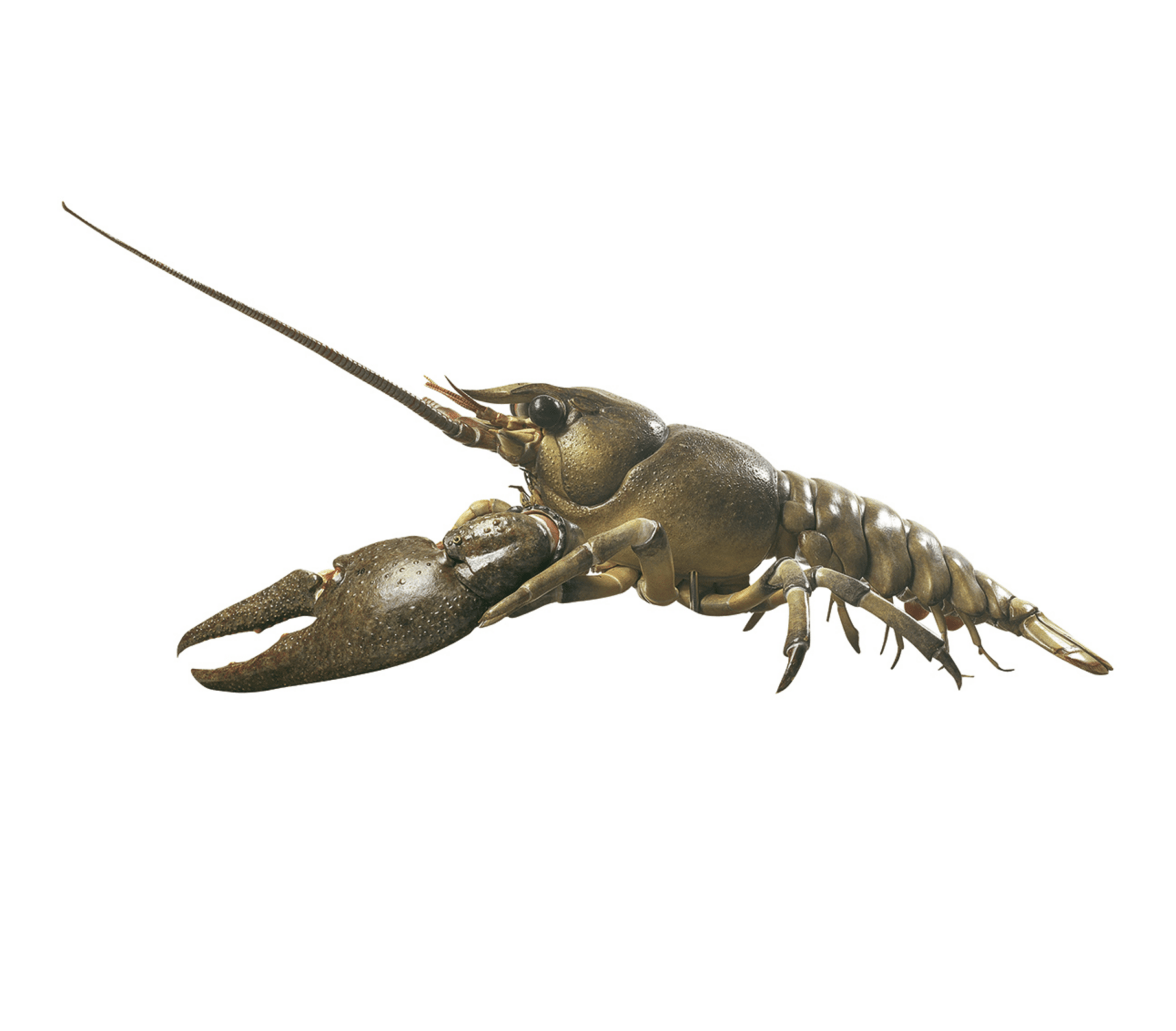 Forstørret hummer, 13 dele - eAnatomi