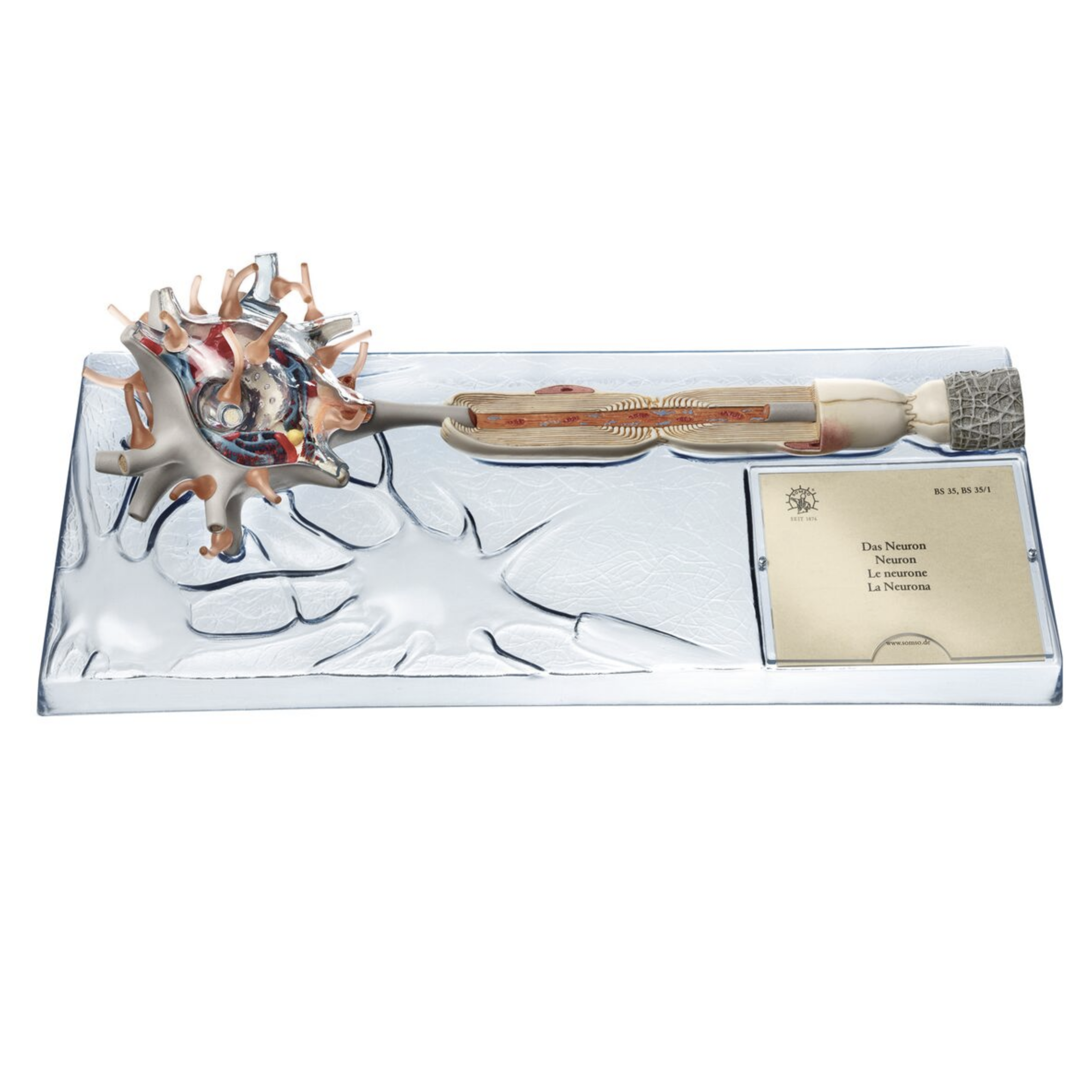 Neuron, 2500x förstorad, 3 delar