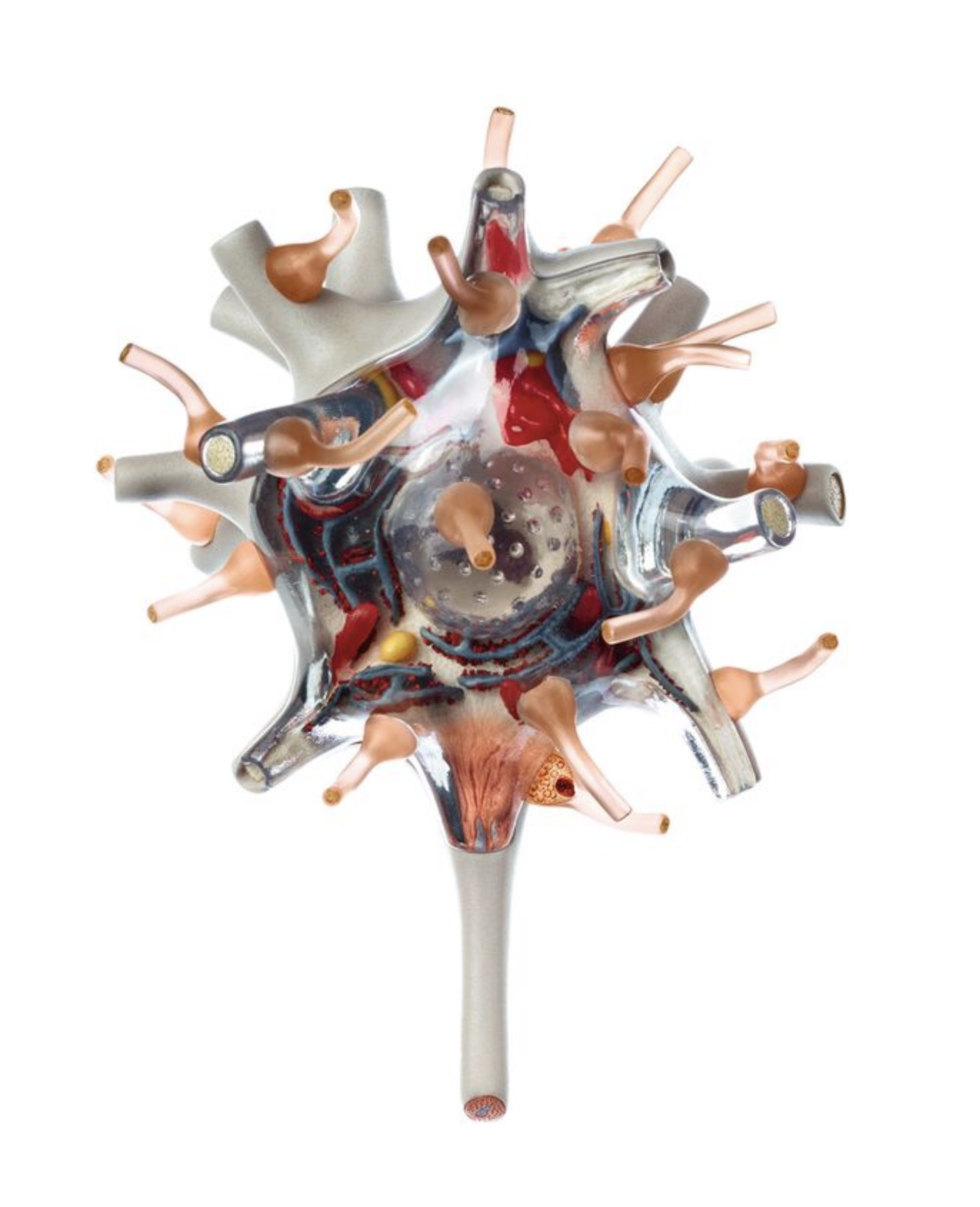 Neuron, 2500x förstorad, 3 delar