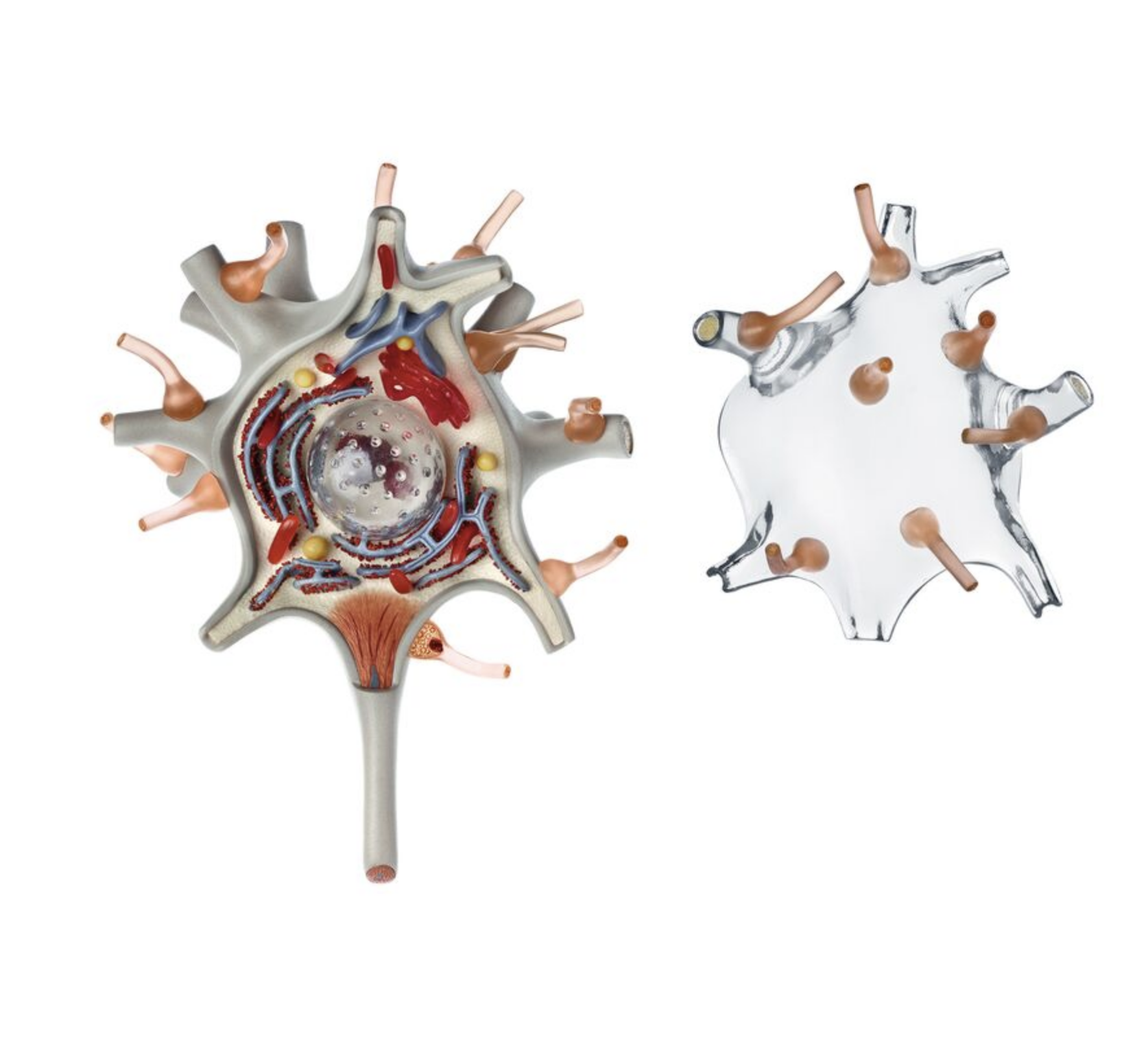 Neuron, 2500x förstorad, 3 delar