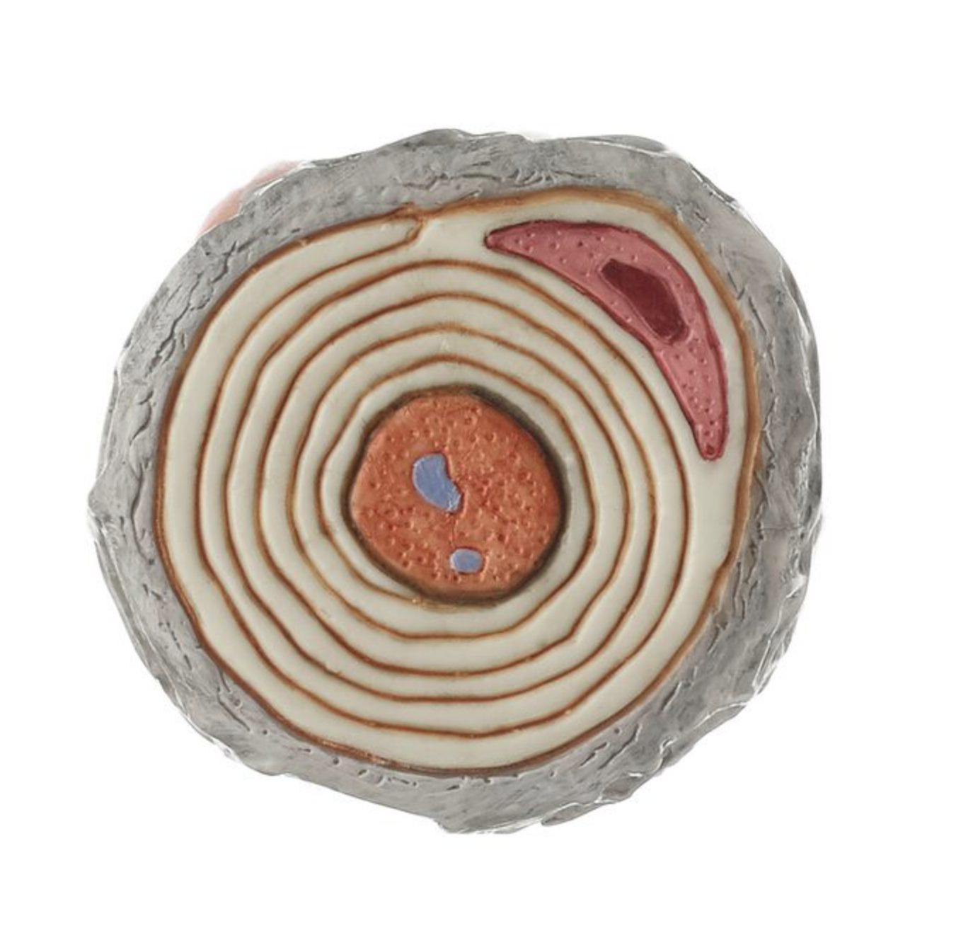 Neuron, 2500x förstorad, 3 delar