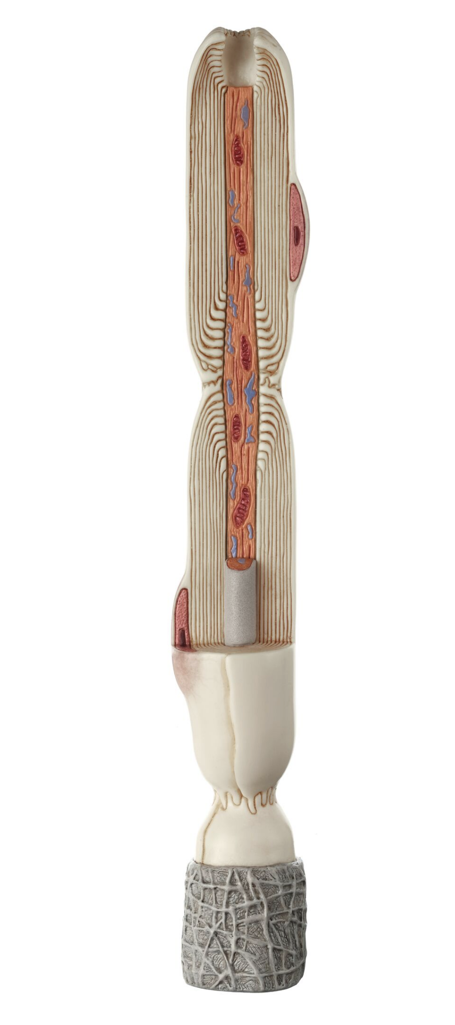 Neuron, 2500x förstorad, 3 delar