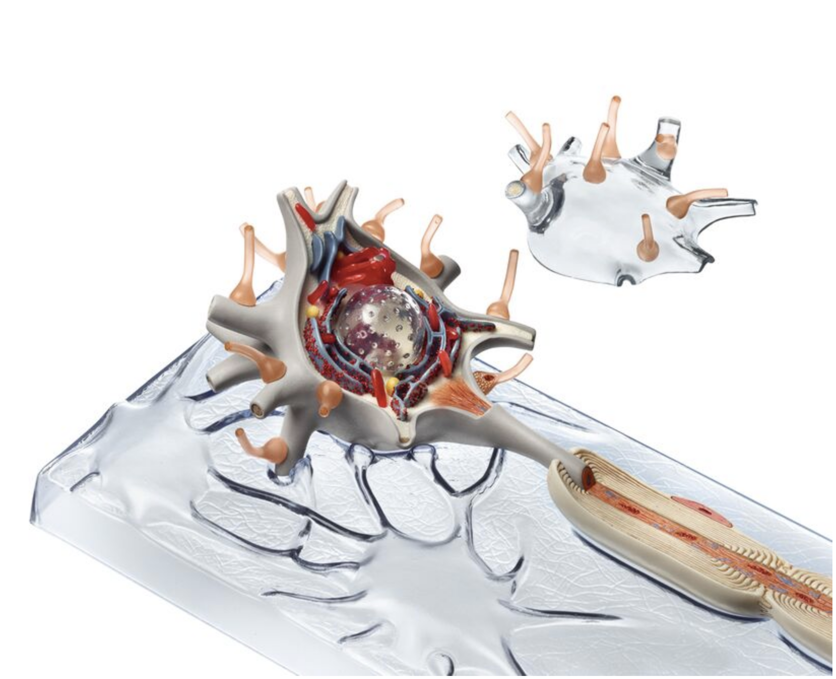 Neuron, 2500x förstorad, 3 delar