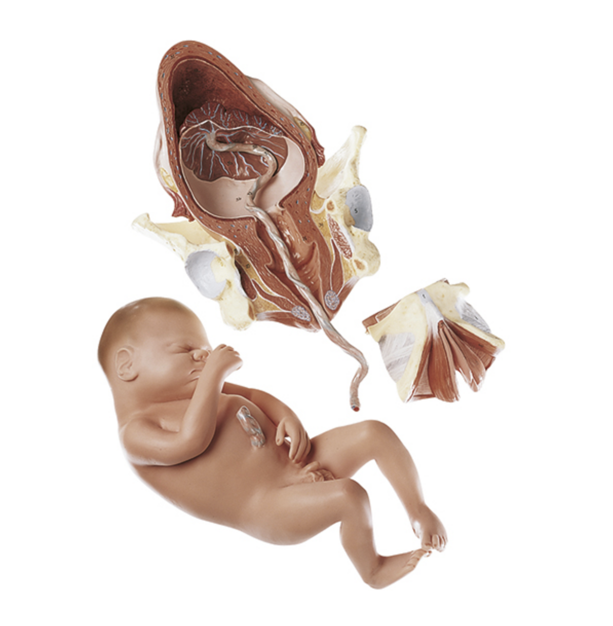 Birth in stage 3, the postpartum phase