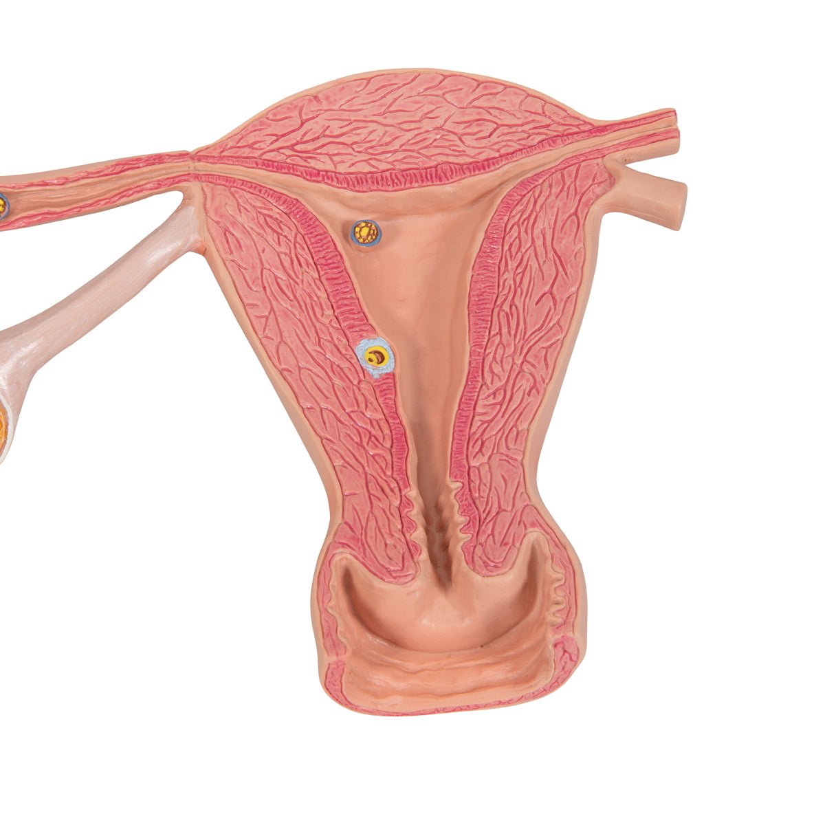 Æggestok, - leder og livmoder m. ægløsning, befrugtnig og implantation - eAnatomi