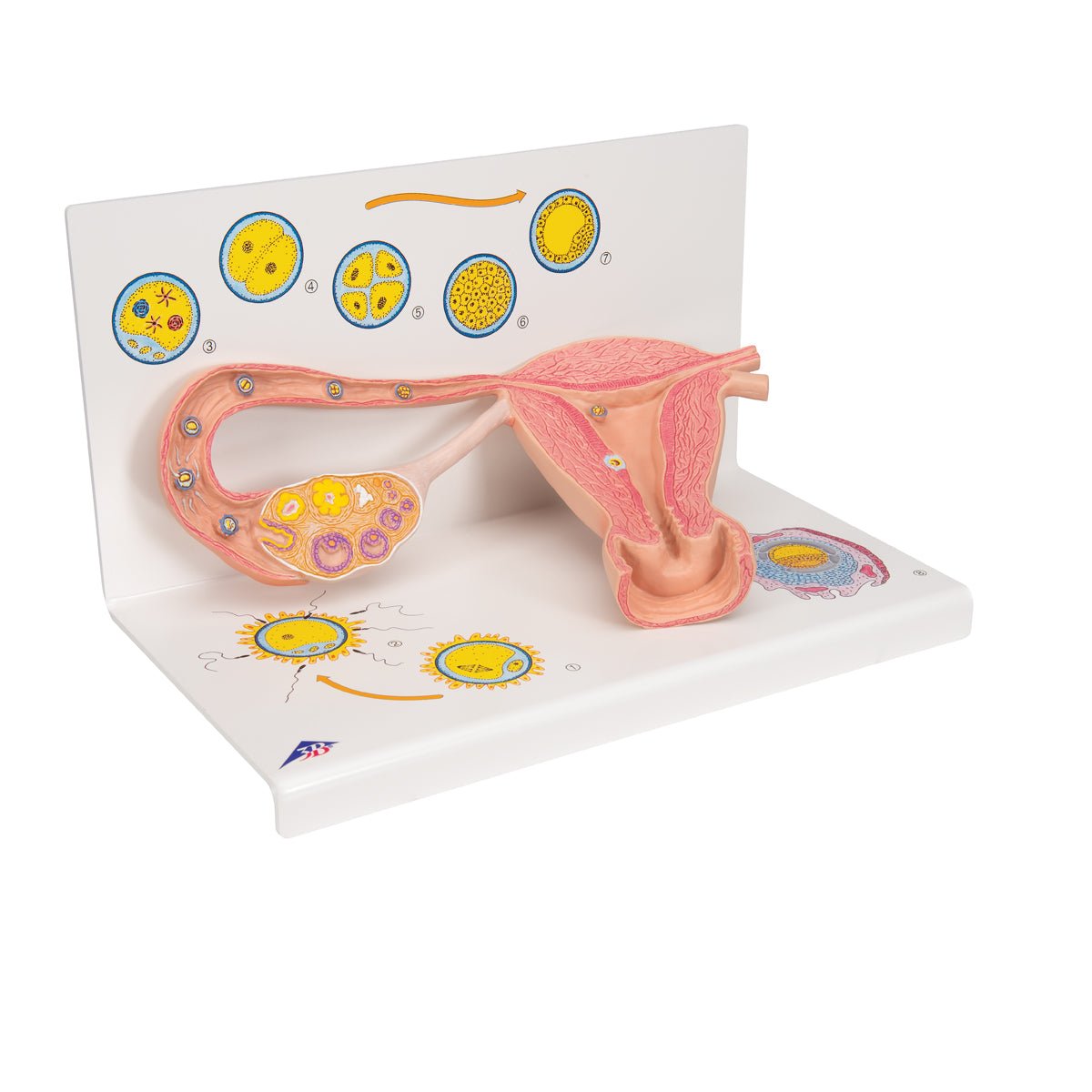 Æggestok, - leder og livmoder m. ægløsning, befrugtnig og implantation - eAnatomi
