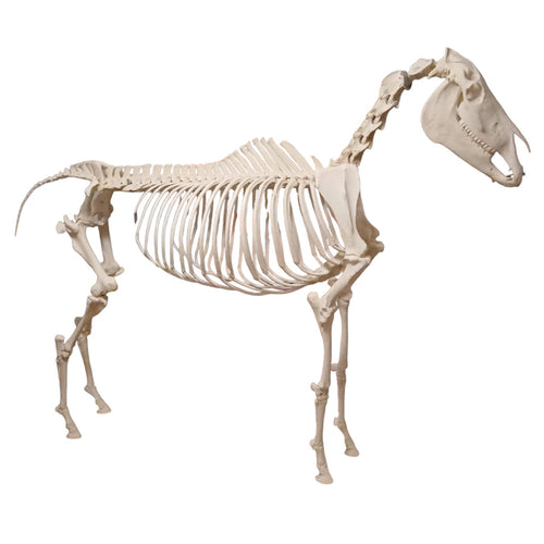 Hesteskelet, ægte knogler til veterinærstudier fra eAnatomi - eAnatomi