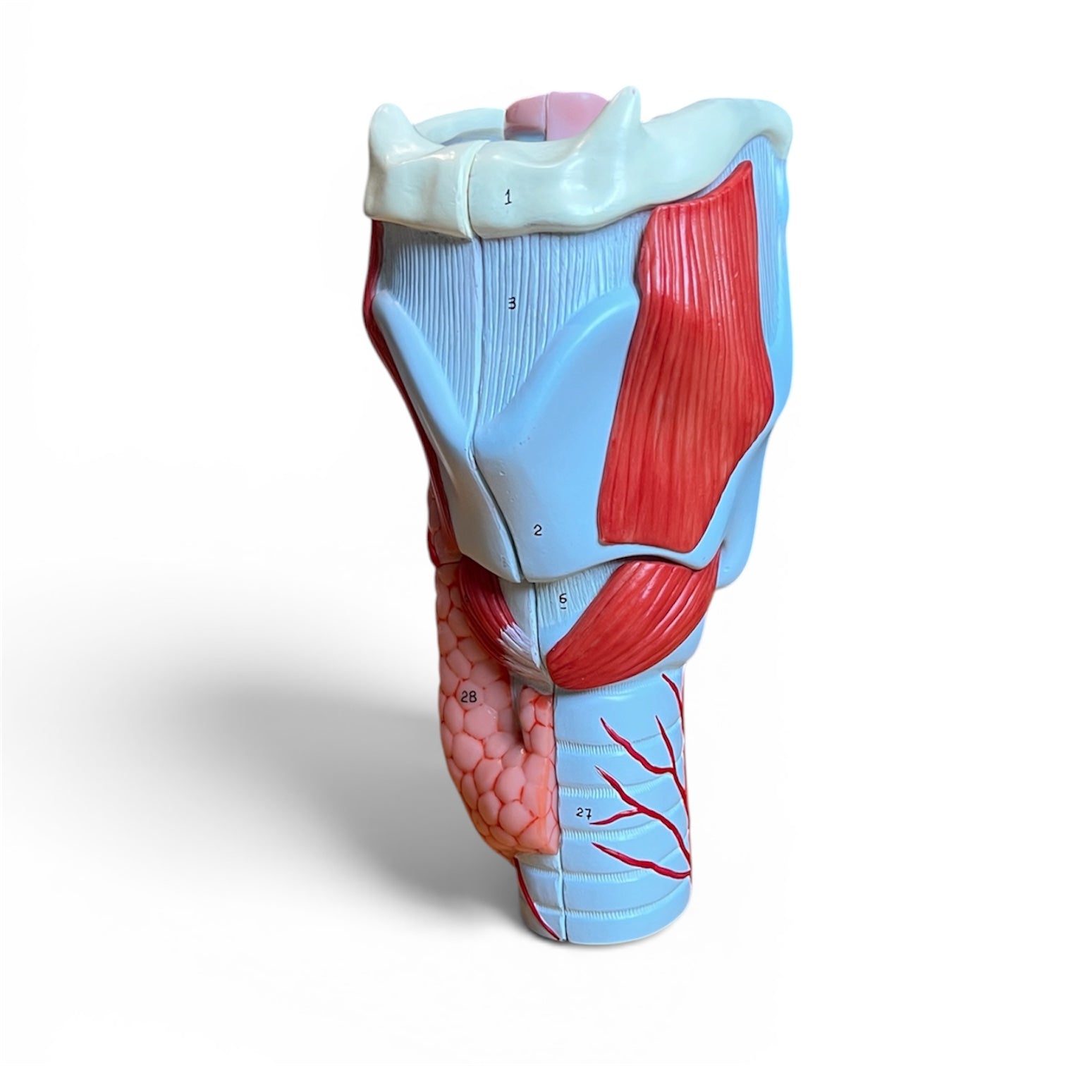 Strube, fortørret anatomisk model, 5 dele