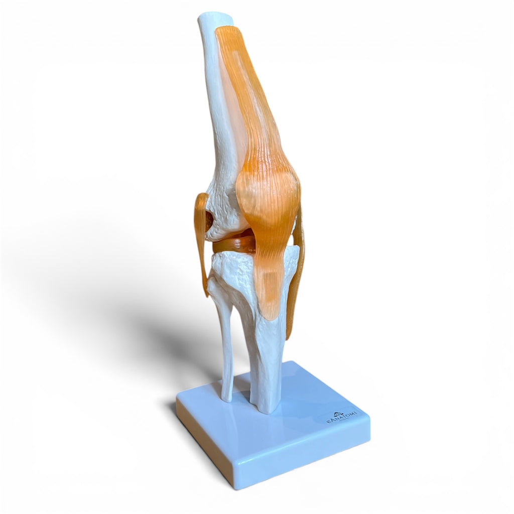 Knämodell med ligament