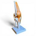 Knämodell med ligament