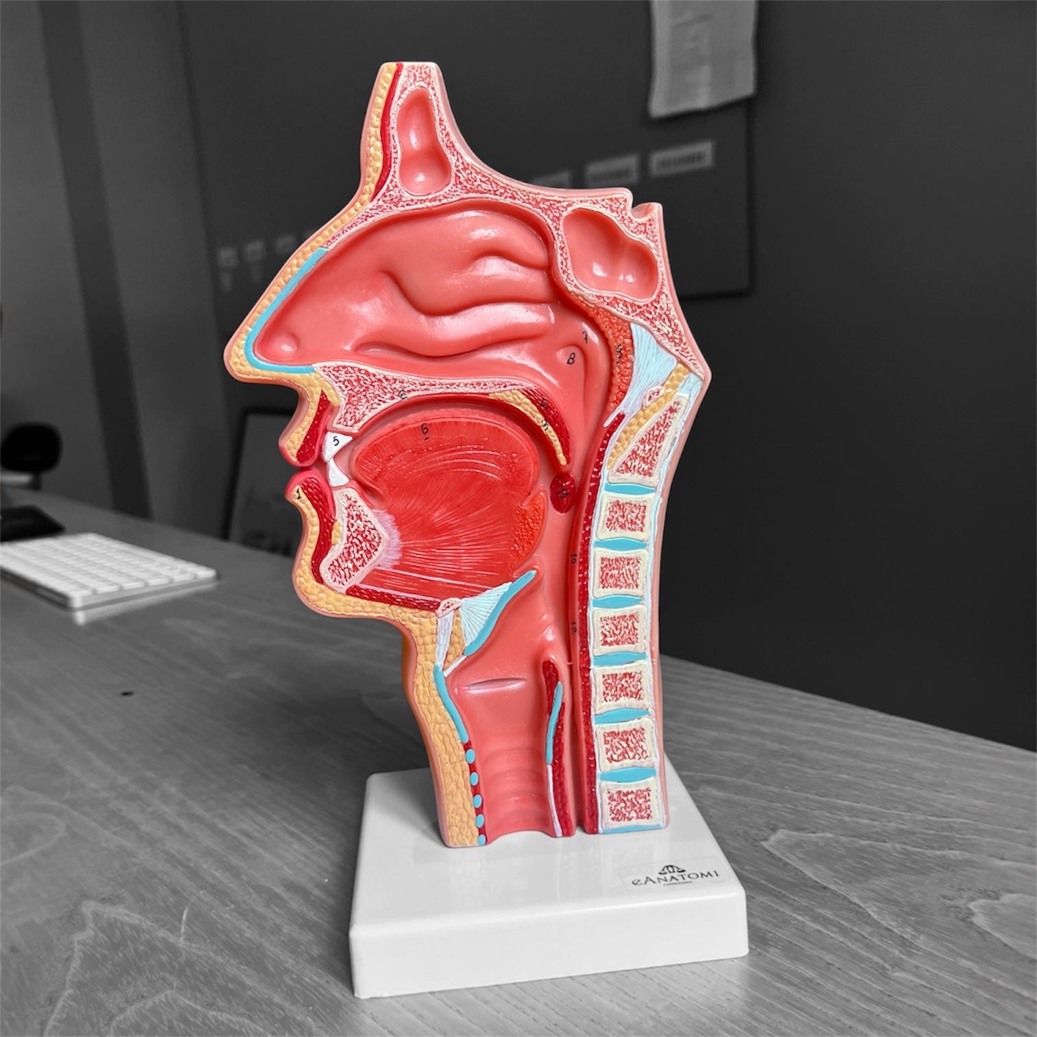 Model af svælget m. næse og hals, sagittalsnit