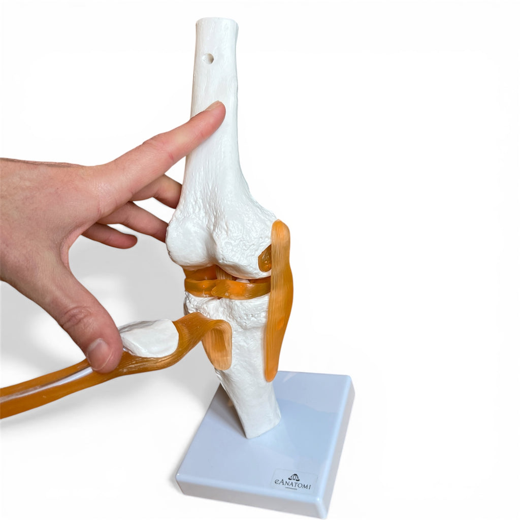 Knämodell med ligament