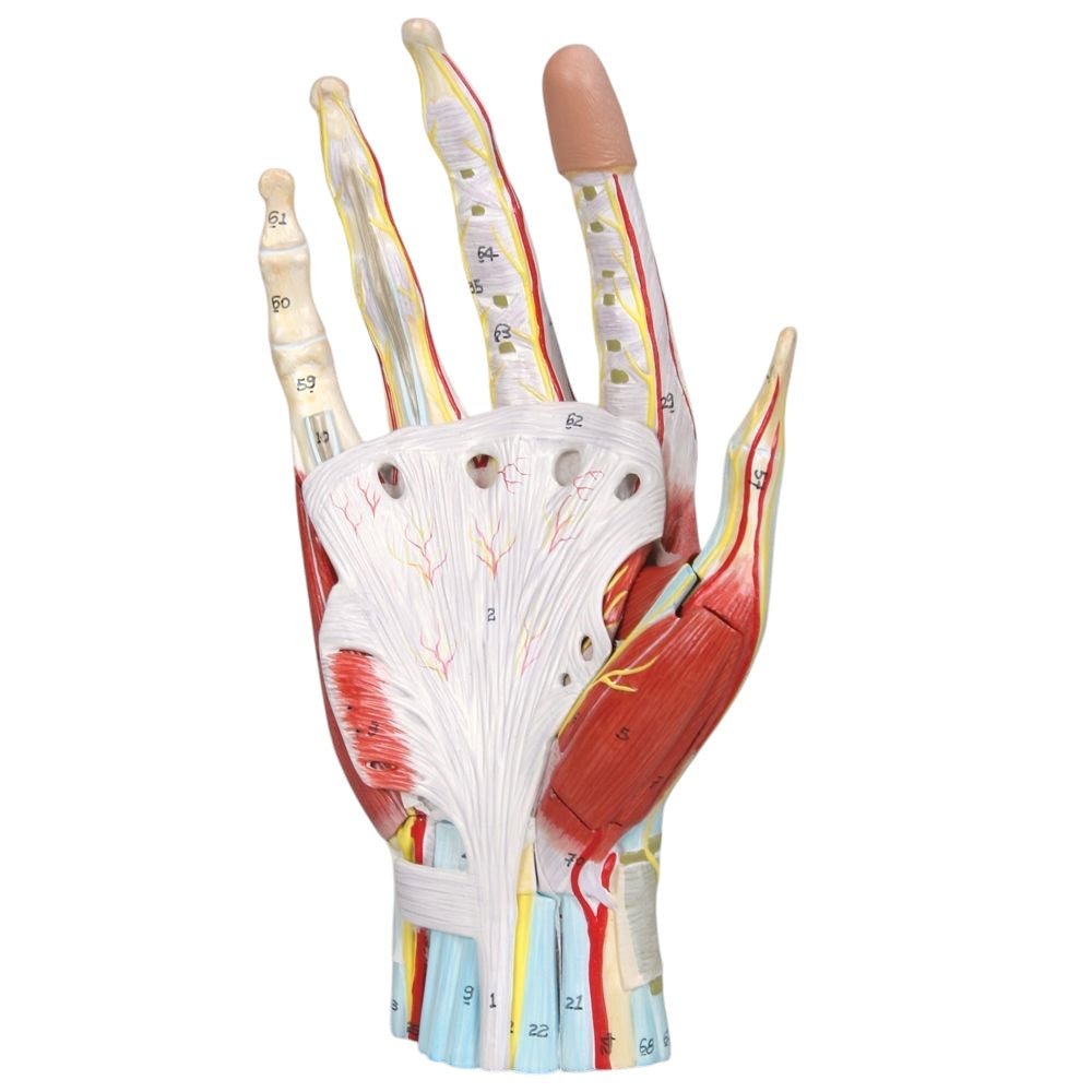 Hand, anatomical model in 7 parts
