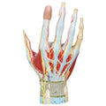 Hand, anatomisk modell i 7 delar