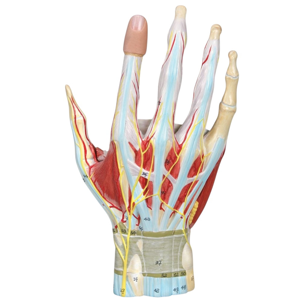 Hand, anatomical model in 7 parts