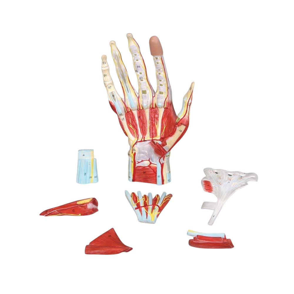 Hand, anatomical model in 7 parts