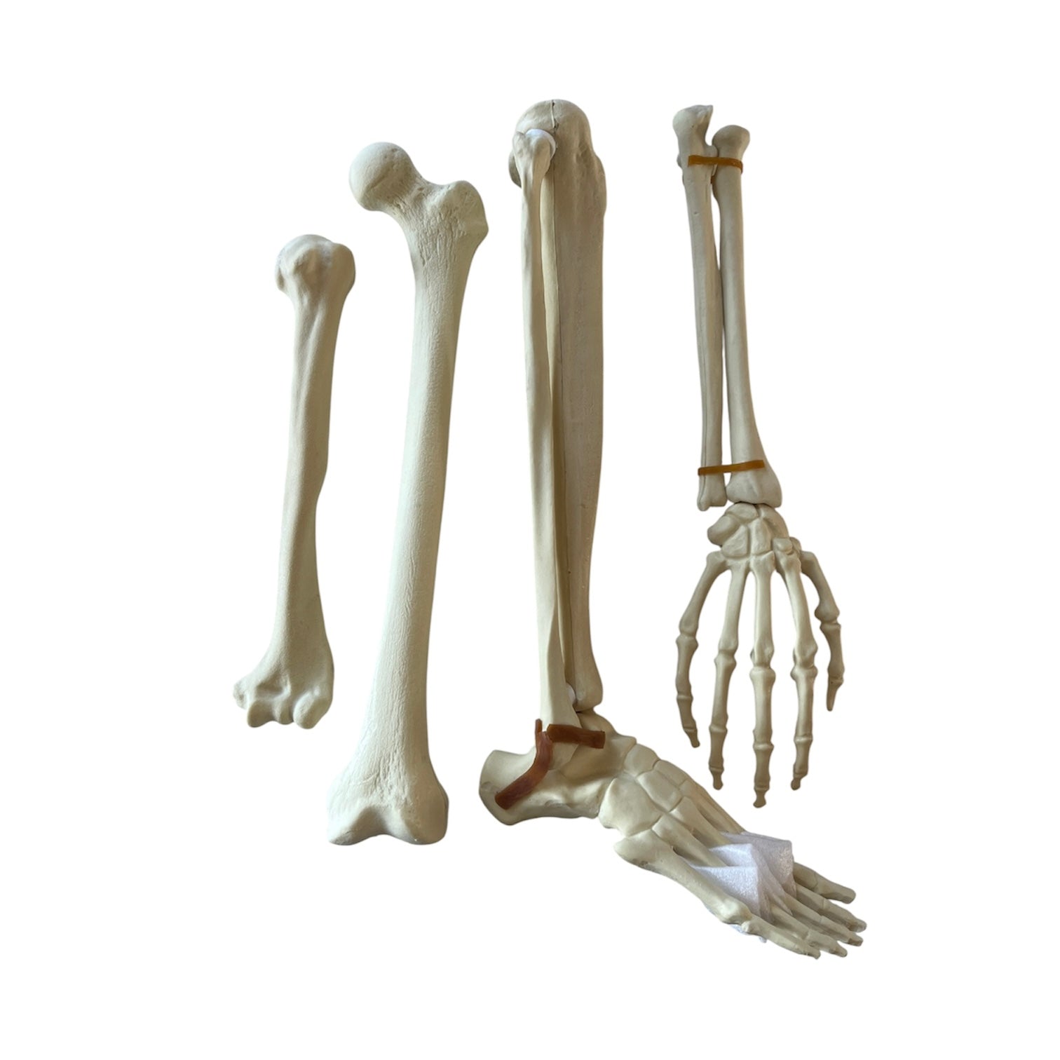 Sawbones pack with foot, arm, femur