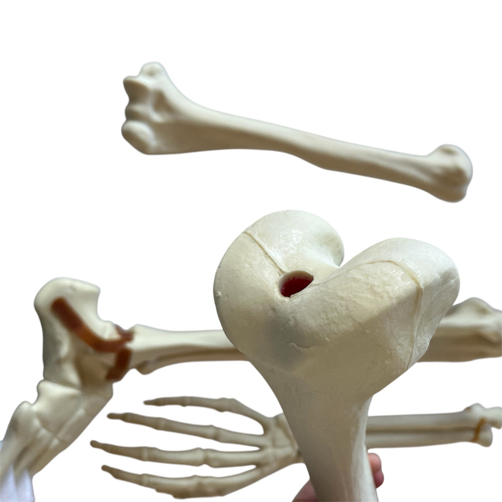 Sawbones pakke m. fod, arm, lårben