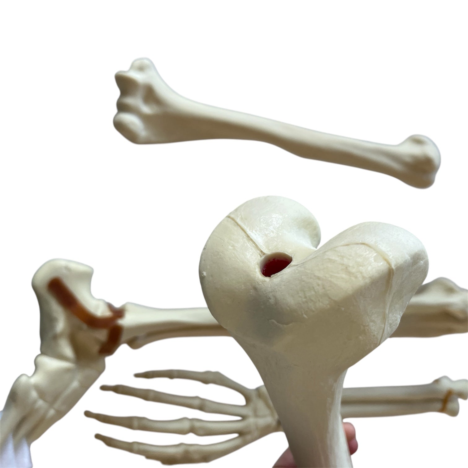 Sawbones pack with foot, arm, femur