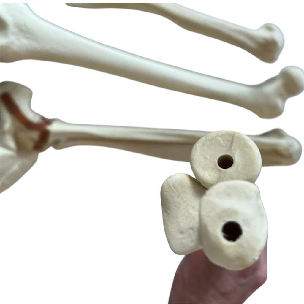 Sawbones pakke m. fod, arm, lårben