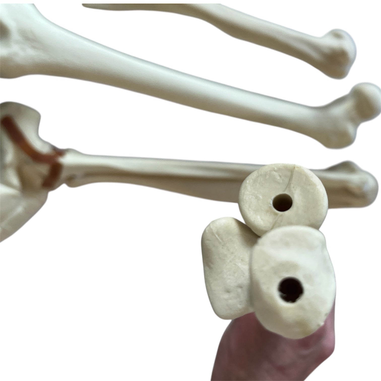 Sawbones pack with foot, arm, femur