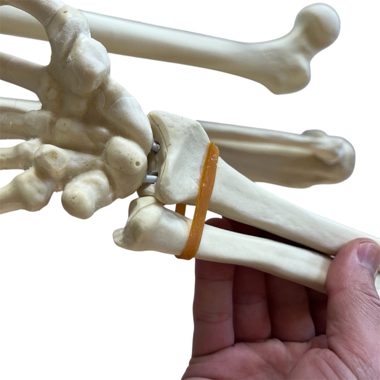 Sawbones pack with foot, arm, femur
