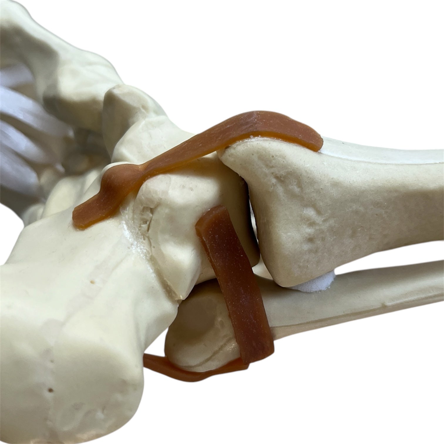 Sawbones pack with foot, arm, femur