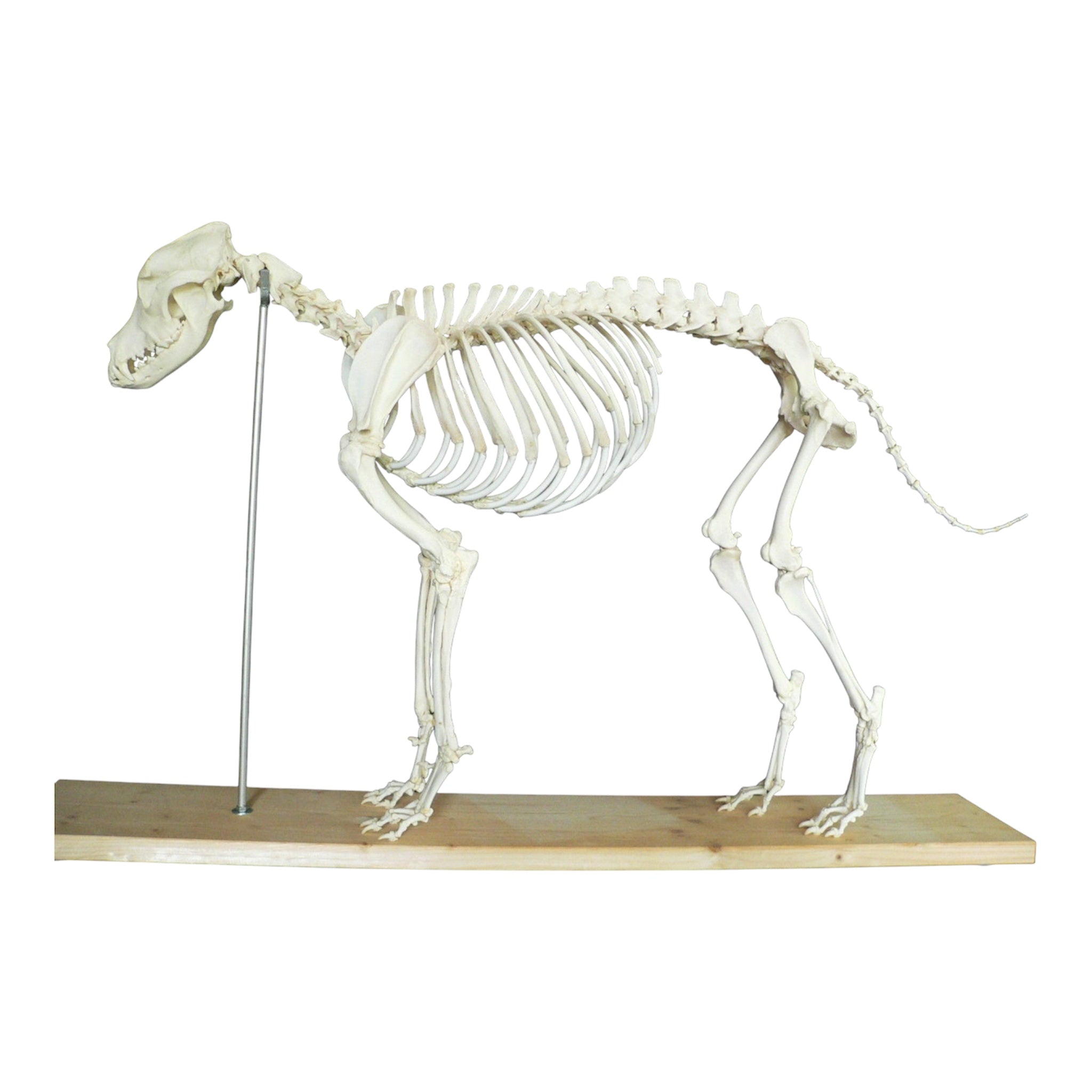 Dog skeleton, real bones for educational use