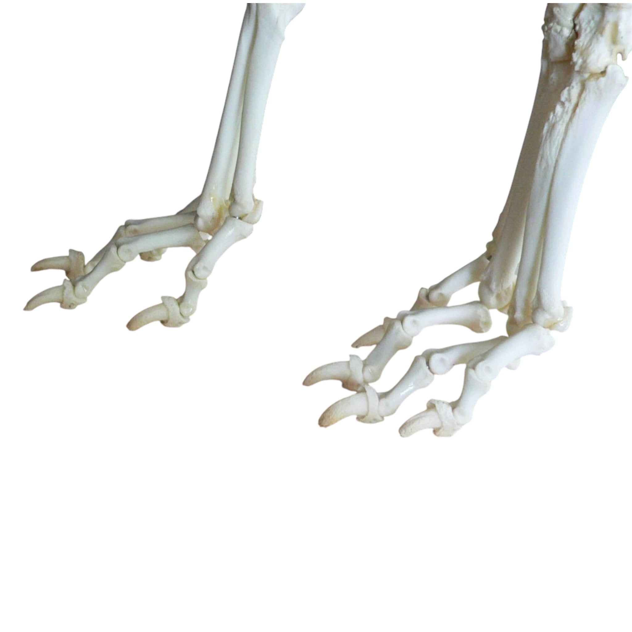 Dog skeleton, real bones for educational use