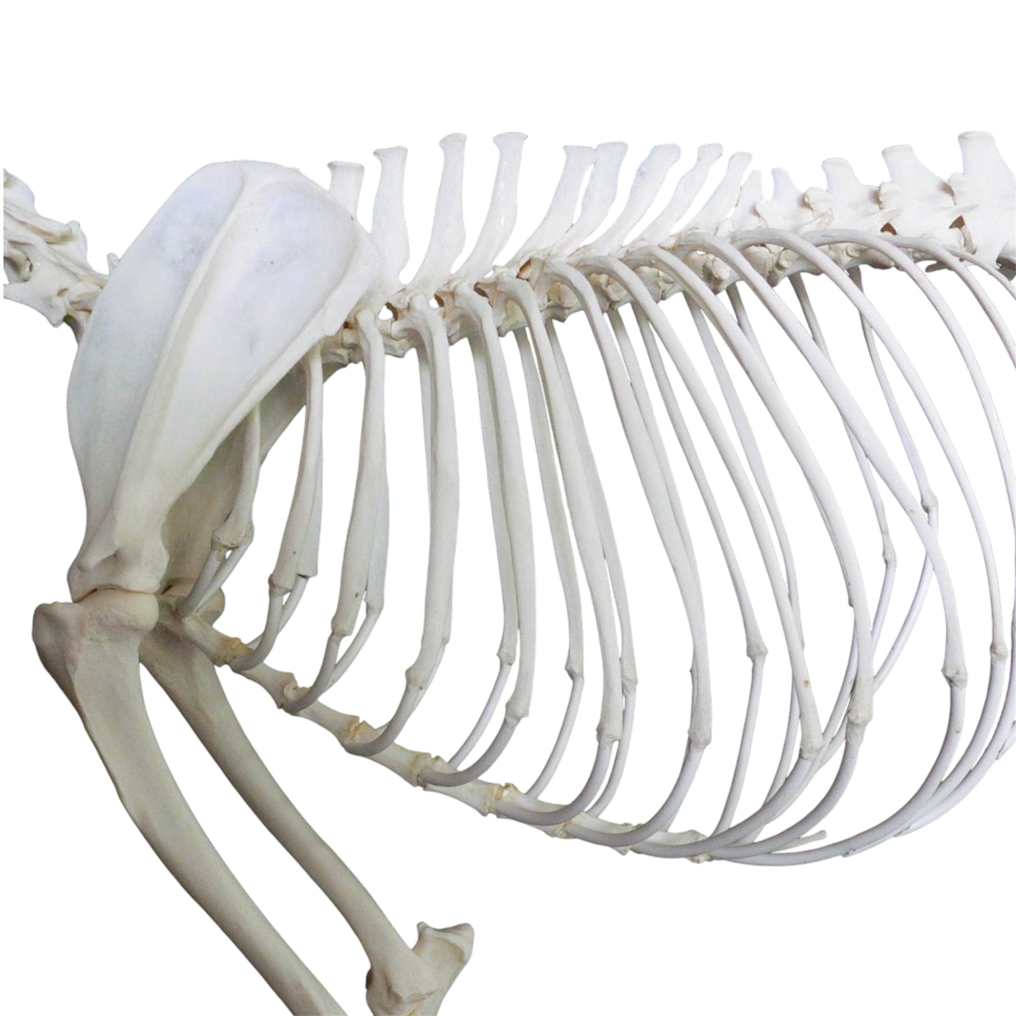 Dog skeleton, real bones for educational use