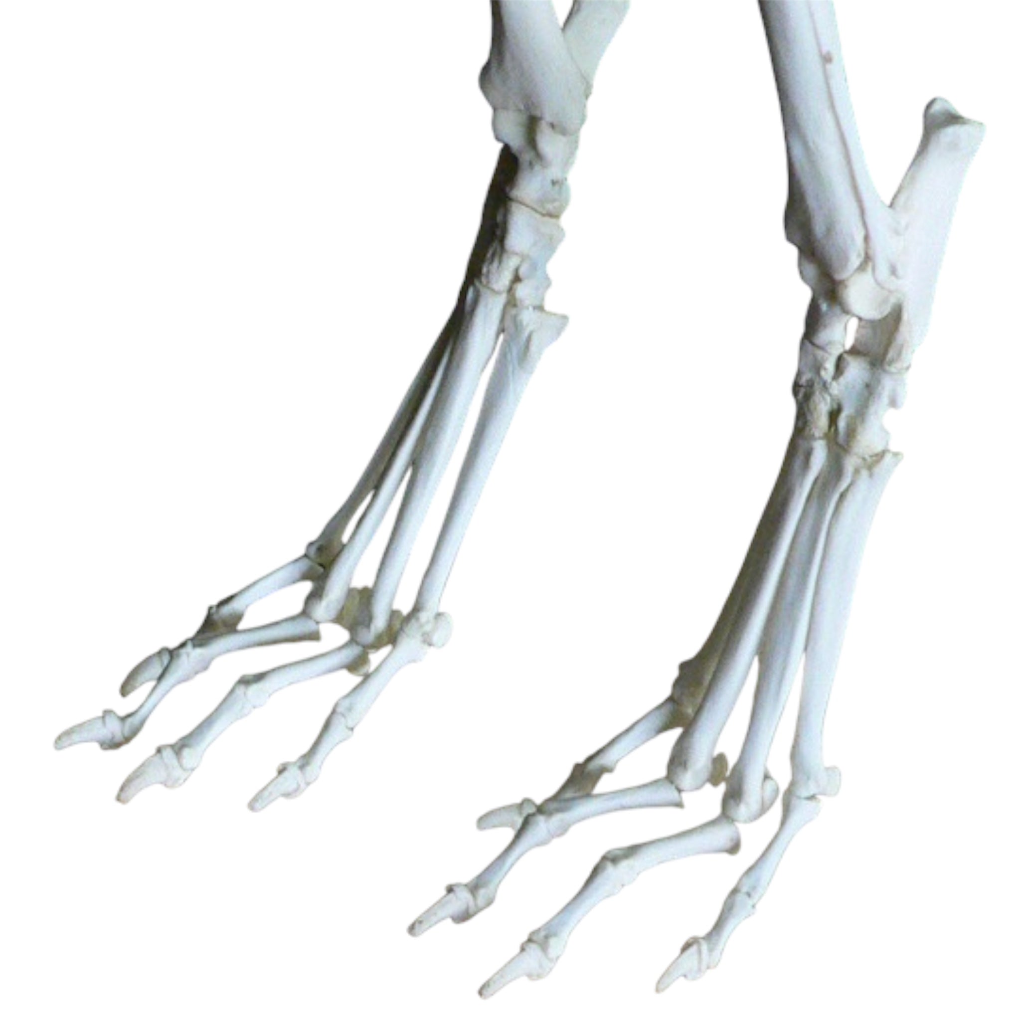 Dog skeleton, real bones for educational use