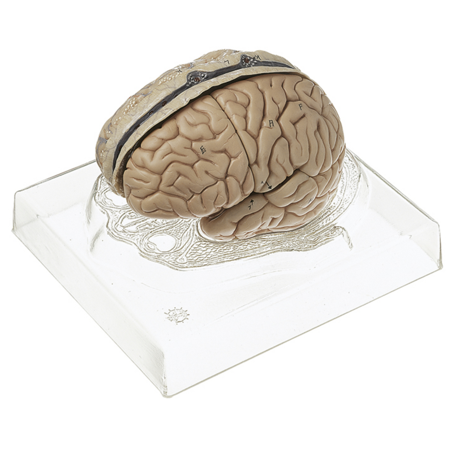 Lifelike brain, 6 parts