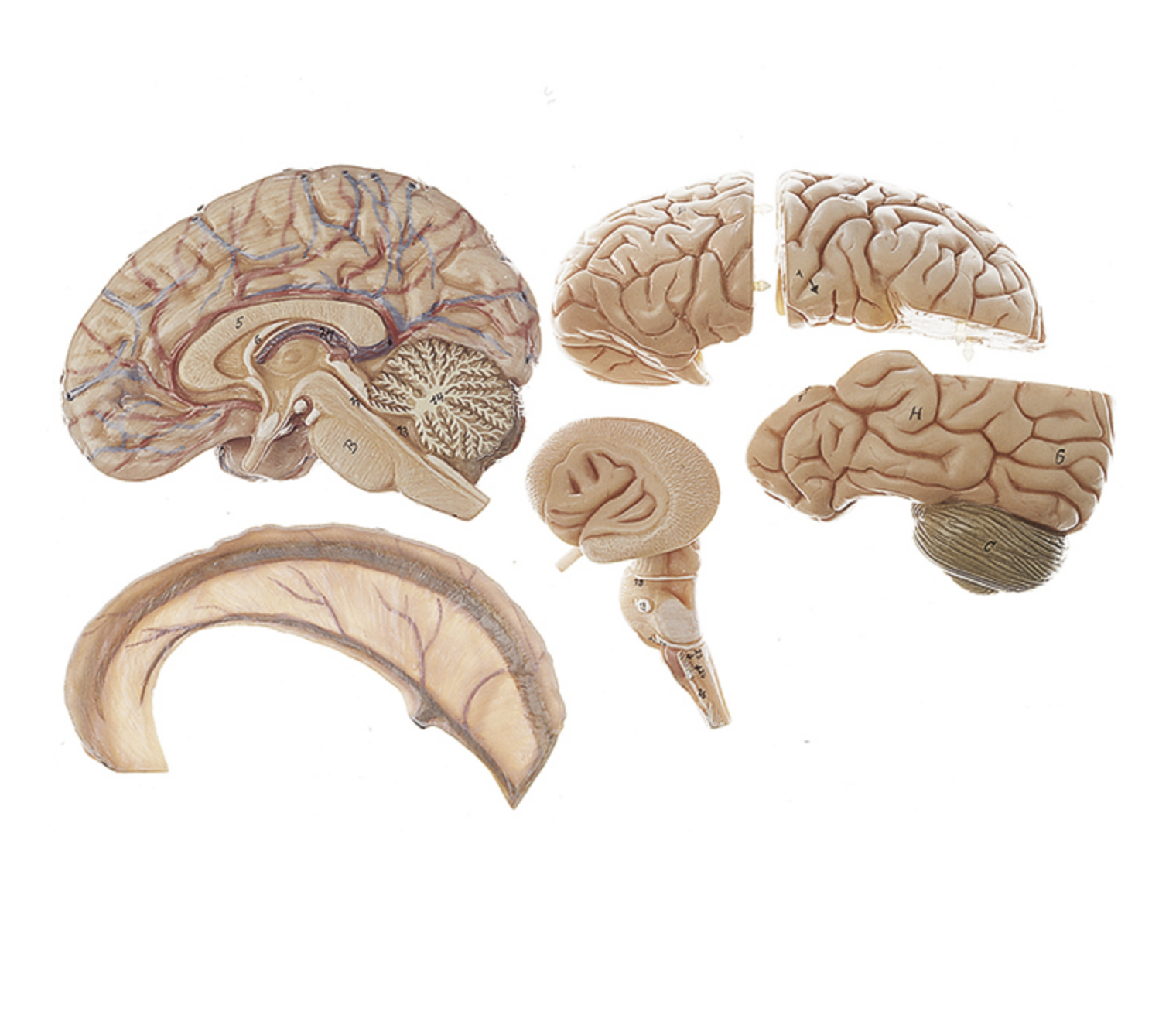 Lifelike brain, 6 parts