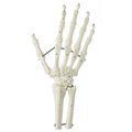 SOMSO skeleton model of hand with part of the forearm bones mounted on elastics