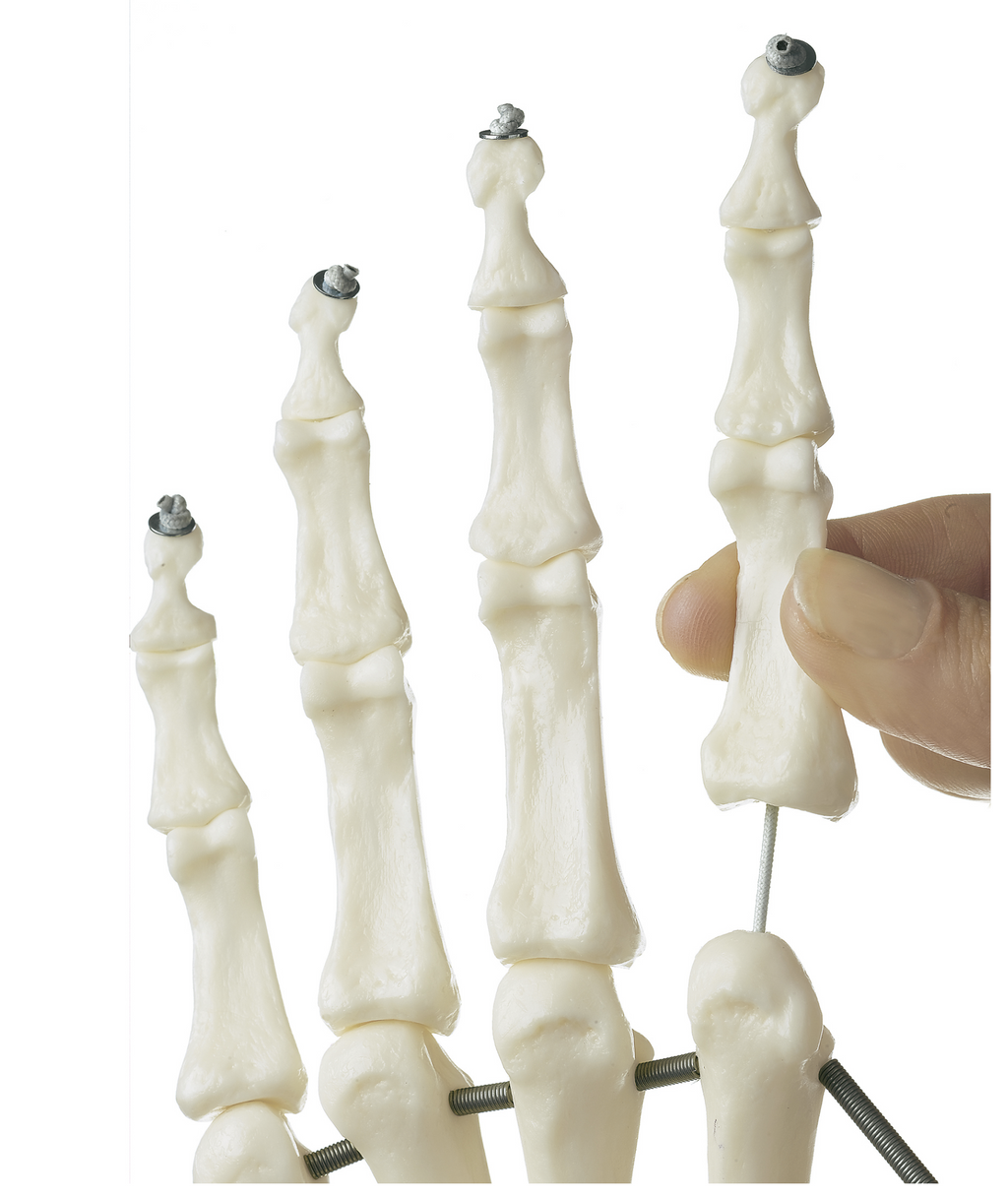 SOMSO skeleton model of hand with part of the forearm bones mounted on elastics