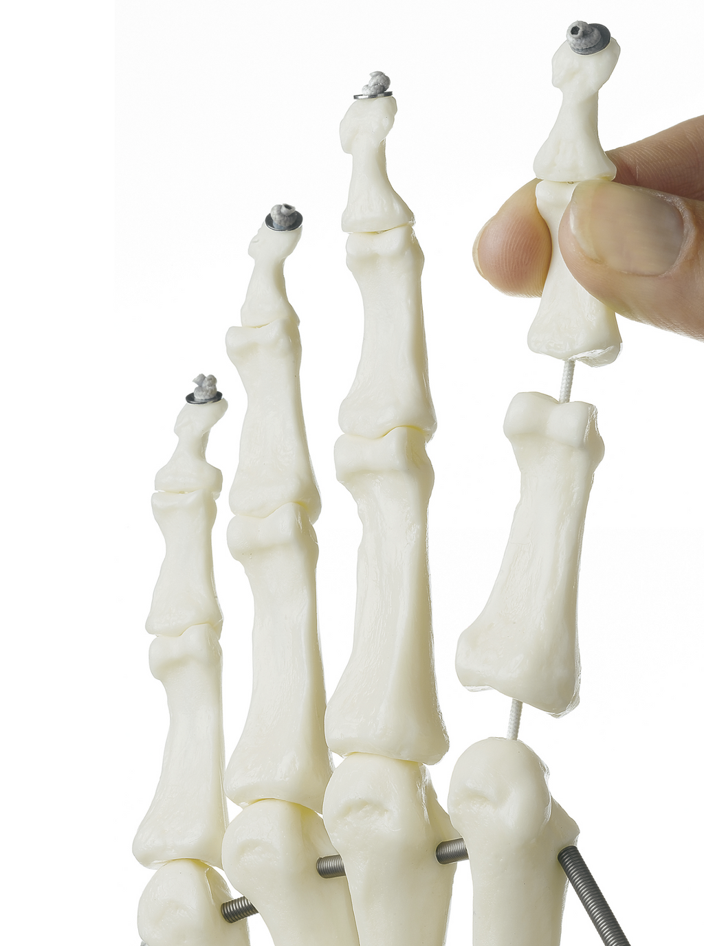 SOMSO skeleton model of hand with part of the forearm bones mounted on elastics