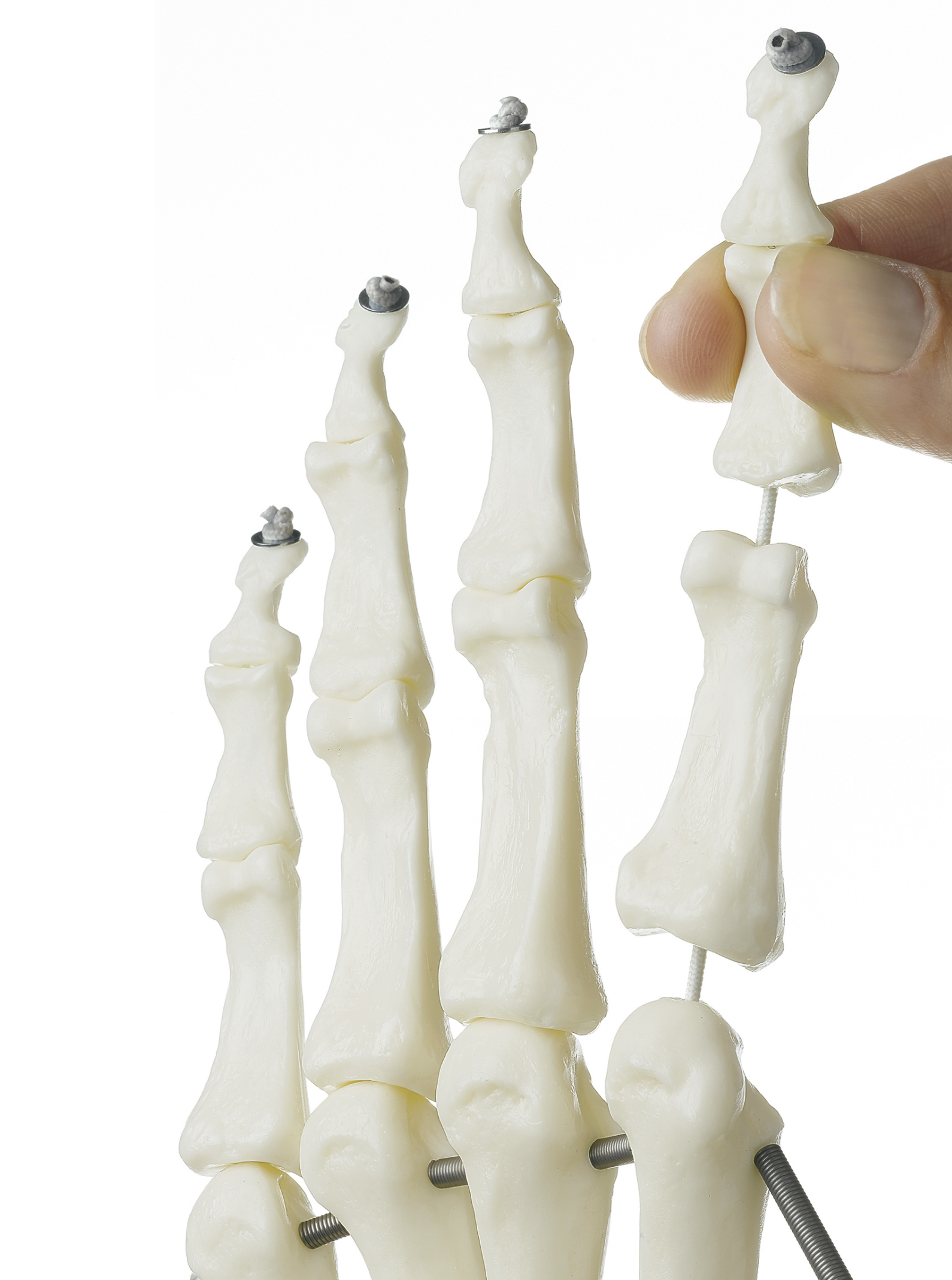 SOMSO skeleton model of hand with part of the forearm bones mounted on elastics