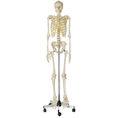 Naturtro skelet, mand, 180 cm - eAnatomi