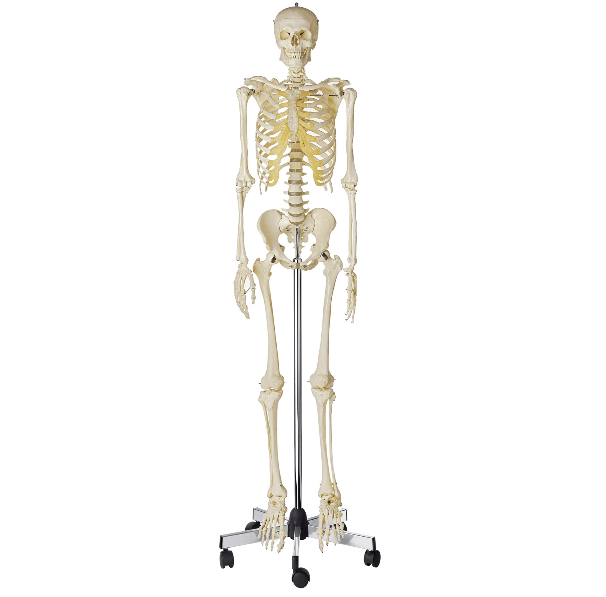 Naturtro skelet, mand, 180 cm - eAnatomi