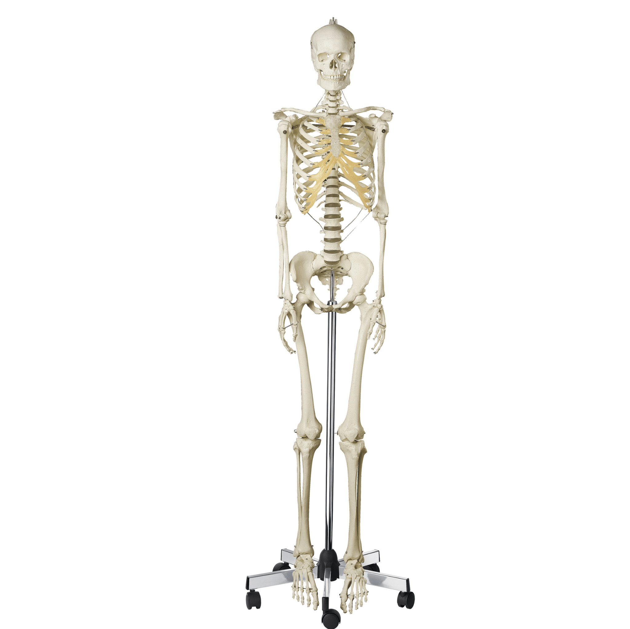 Naturtro skelet, kvinde, 177 cm - eAnatomi