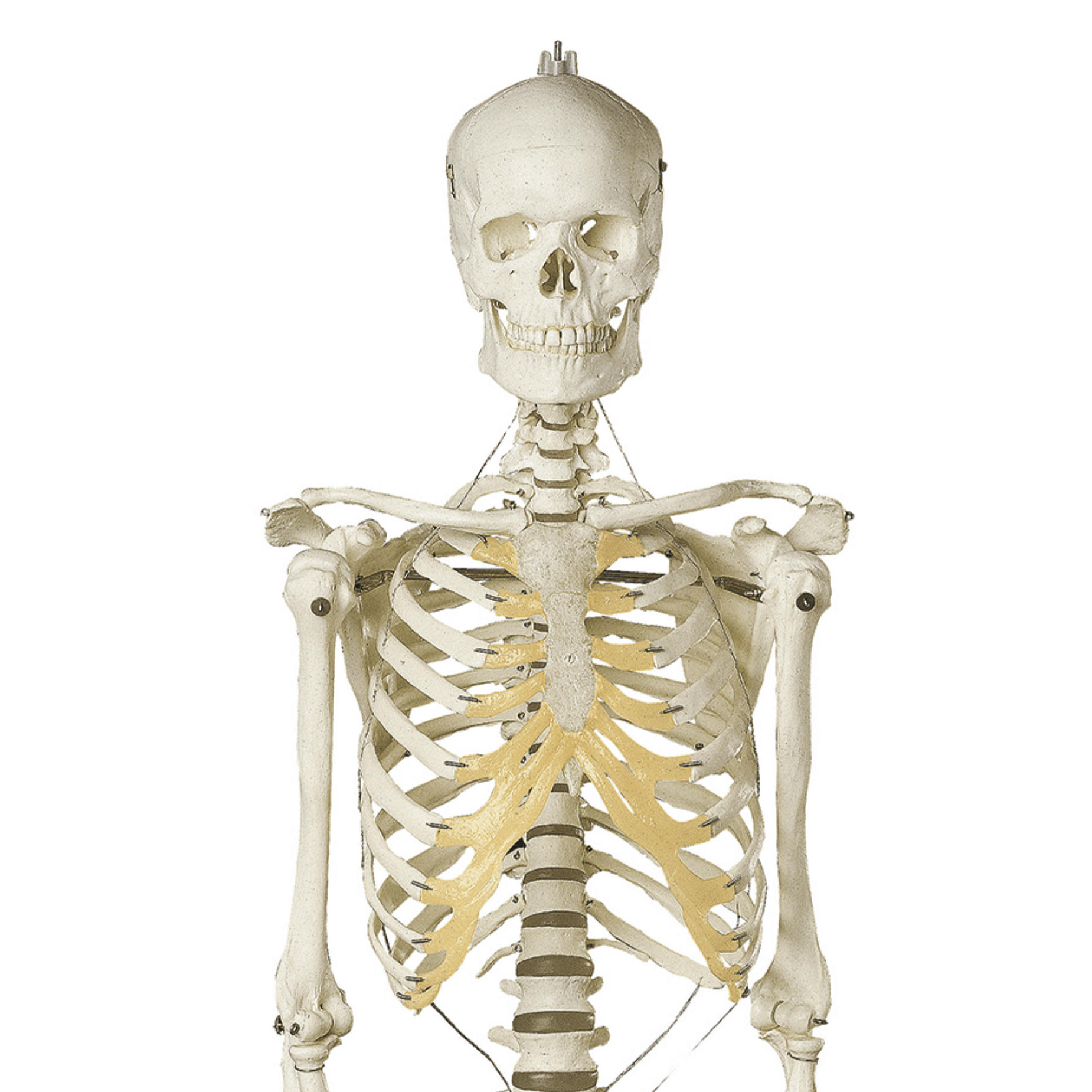 Naturtro skelet, kvinde, 177 cm - eAnatomi
