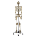 Lifelike skeleton, transparent
