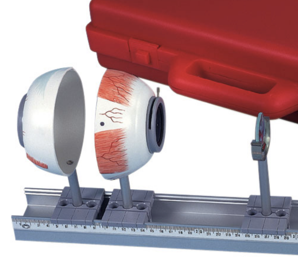 Demonstration av ögats refraktion och brytningsfel